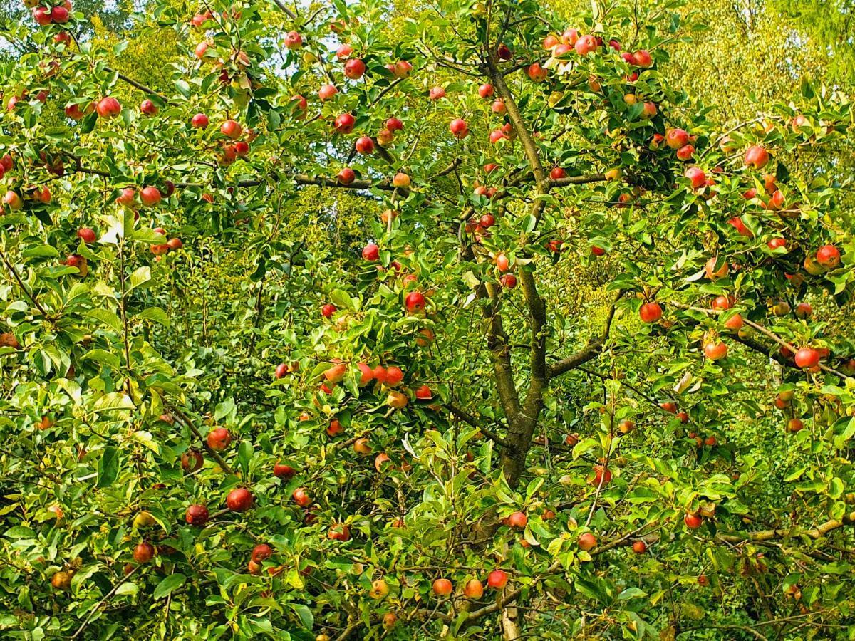 Domek Tylko Dla Ciebie Щирк Экстерьер фото